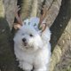 thumbnail image 4 of Gorro navideño UBIUOPet para gatos y perros, ajustable, suave y de felpa, ideal para disfraces navideños (talla M), 4 of 5