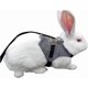 thumbnail image 1 of Rabbit Vest Harness and Leash Set Adjustable Formal Suit Style for Bunny Kitten Small Animal Walking, 1 of 3