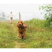Gen7Pets SonicGuard Ultrasonic Flea and Tick Protection