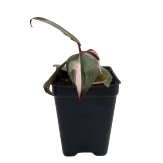 monstera kunstpflanze gro Monstera Kunstpflanze 180cm gnstig online kaufen