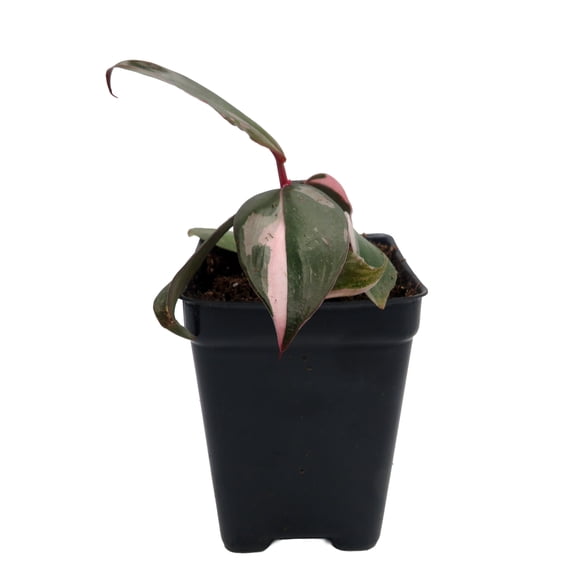 Rare Pink Princess Philodendron - 2.5" Pot - Collector's Series