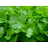 Rocket Farms 3 inch Potted Living Parsley - Edible Herb