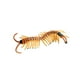 thumbnail image 2 of Xihbxyly Ofertas de Liquidación Modelo de Infantilización En Undromedario, Unescorpion y Unciempiés Pavo Real, 2 of 3