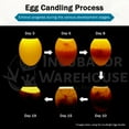 thumbnail image 3 of Incu-Bright™ Ultra Bright LED Light Egg Candler, 3 of 9