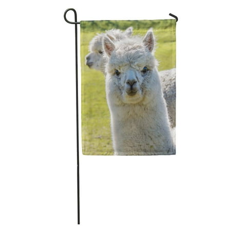 Walk Through Door Banner LADDKE Brown Face White Llama Alpaca Walking Toward The Camera Green Garden Flag Decorative Flag House Banner 12x18 inch ()