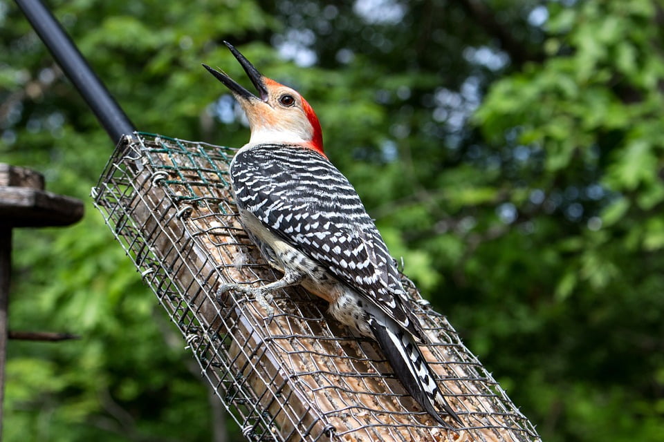 Nature Wild Woodpecker Hairy Woodpecker Bird Inch By 30 Inch Laminated Poster With Bright Colors And Vivid Imagery Fits Perfectly In Many Attractive Frames Walmart Com