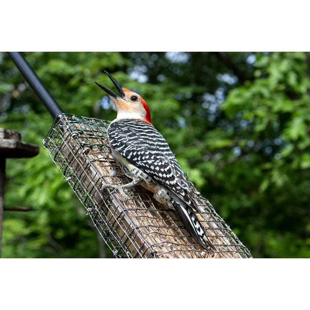Nature Wild Woodpecker Hairy Woodpecker Bird Inch By 30 Inch Laminated Poster With Bright Colors And Vivid Imagery Fits Perfectly In Many Attractive Frames Walmart Com