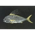 thumbnail image 2 of Marmont Hill "Roosterfish" by Warren Sellers Painting Print on Wrapped Canvas, 2 of 5