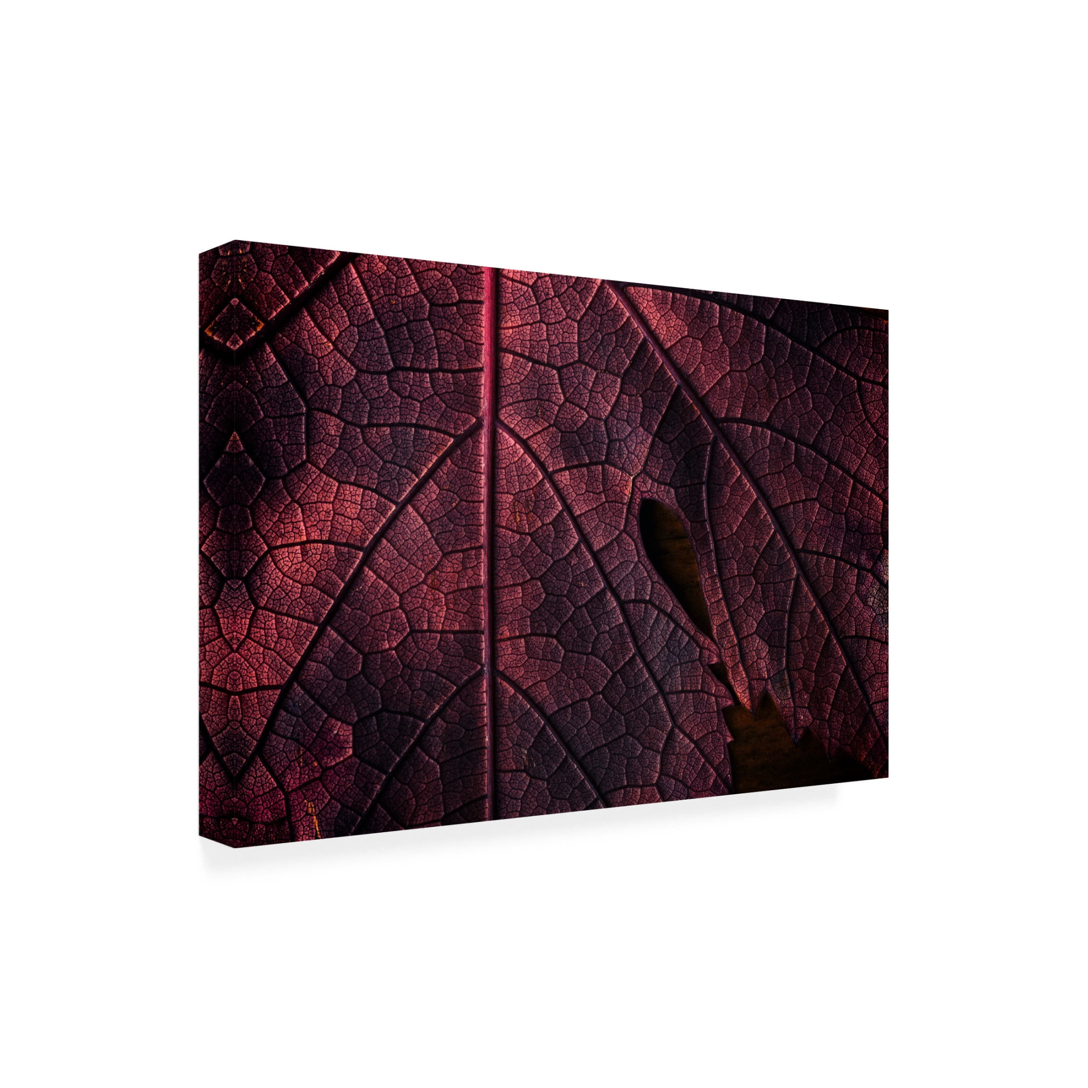 Trademark Fine Art Saleh Swid God Geographic Canvas Wall Art