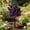 Purple, variant on Gallickan Artificial Ball Topiary Tree, 18.1 Inch Faux Plant with Ground Stake, UV Resistant Outdoor Garden Decor for Patio Yard Porch, Red