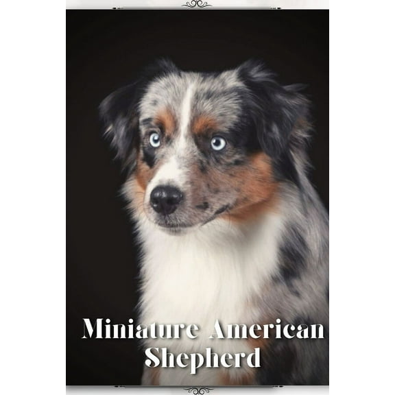 Miniature American Shepherd: Dog breed overview and guide