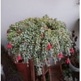 thumbnail image 6 of Live Cotyledon Pendens Plant Cliff Cotyledon Succulent Plant 4"Pot, 6 of 6