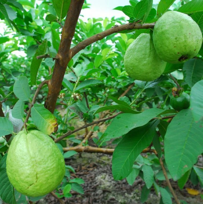 Live White Guava Tree Plant Psidium Guajava Sweet Guavas Fruit Starter Plant 4"Pot