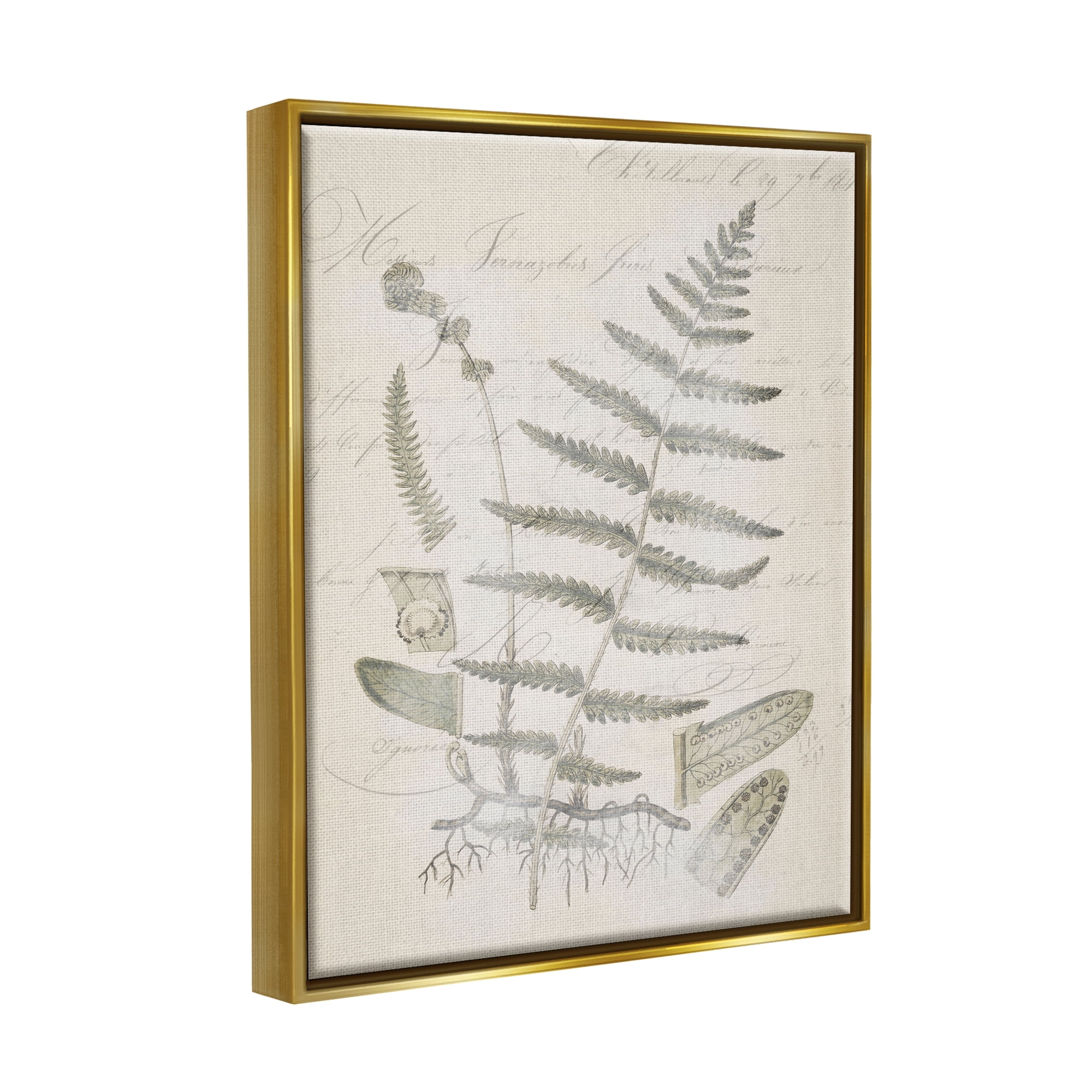 Stupell Industries Latin Study Vintage Fern Botanical Botanical & Floral Drawing Gold Floater Framed Art Print Wall Art