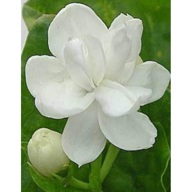 Jasmine - Arabian Knights - Walmart.com