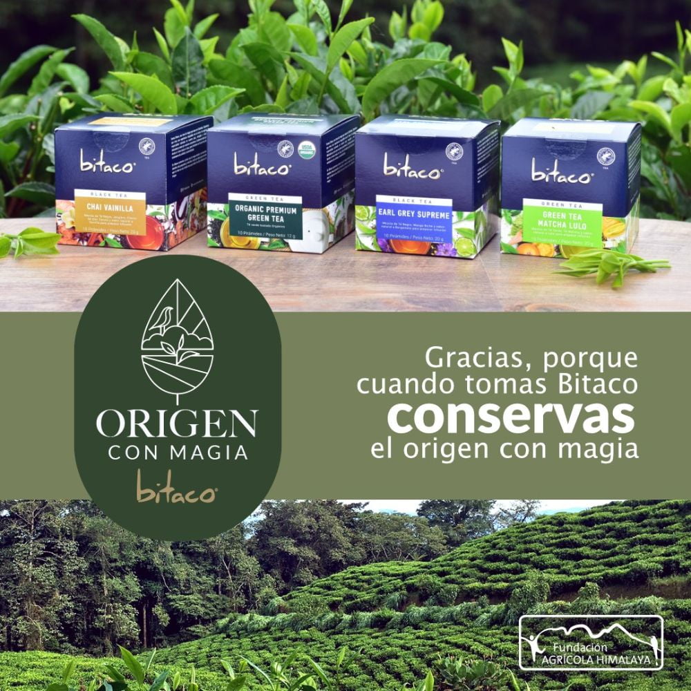 Herbal tea (30 tea bags) bitaco herbal tea Berry Blush Chai Vanilla and Ginger Pineapple aromaticas colombianas aromaticas de colombia Blend of grape, hibiscus flower, and natural berry flavor blend o