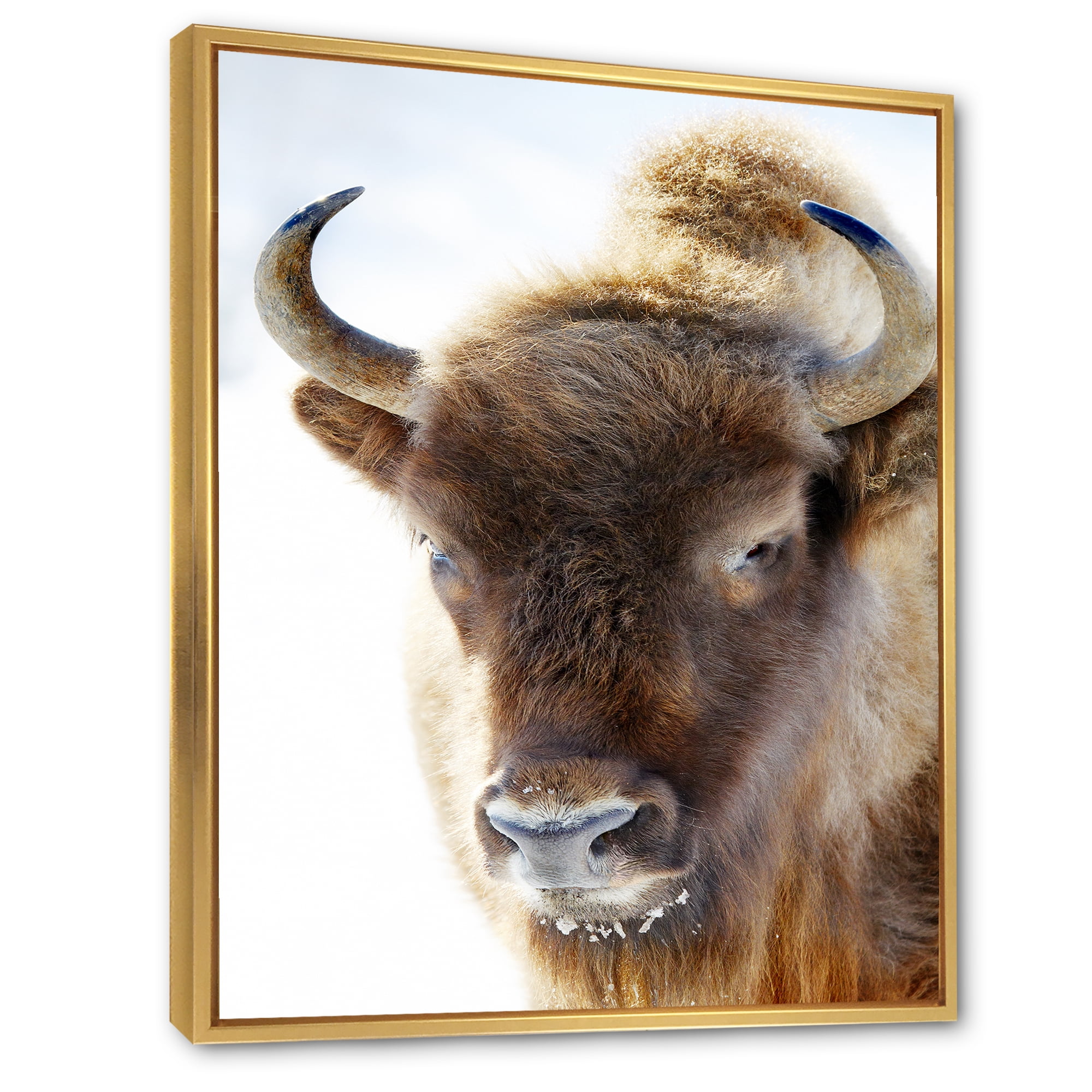 Designart 'Close UP Of Wild Bison' Farmhouse Framed Canvas Wall Art Print