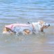 thumbnail image 2 of Chaleco de enfriamiento para perros Ropa de verano ajustable Chaqueta más fresca para perros para caminatas, caminatas y acampadas al aire libre 1 pieza, rosa, 2 of 7