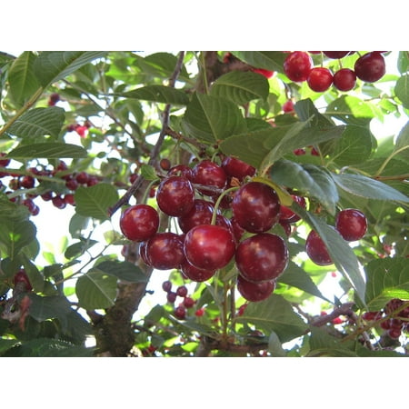 - LAMINATED POSTER Fruit Tree Fruits Cherry Poster Print 11 x 17