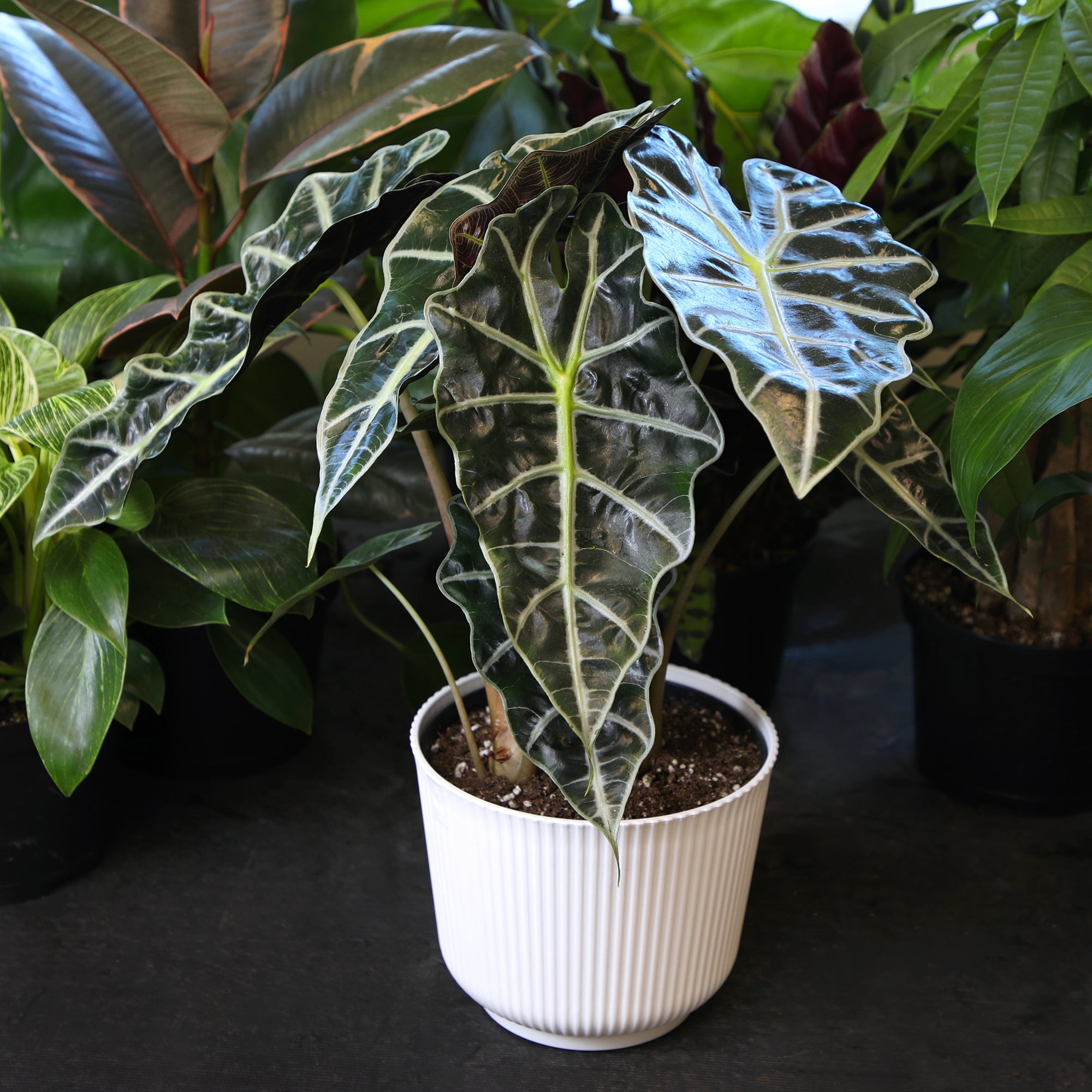 Element Live Alocasia Houseplant, 6in White Décor Pot, Easy Care