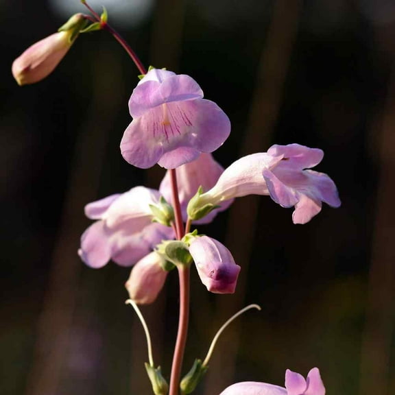 Outsidepride Penstemon Shell-leaf - 4000 Seeds