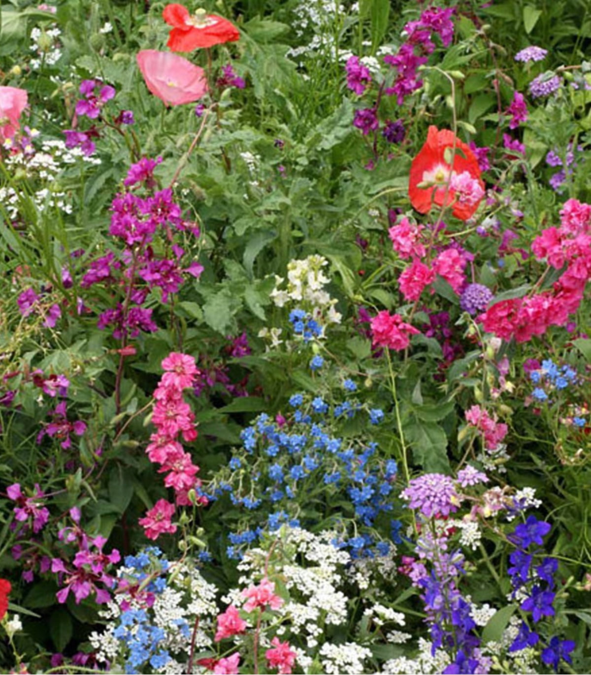 Earthcare Seeds Partial Shade Flower Mix 3,000 Seeds (Annuals and