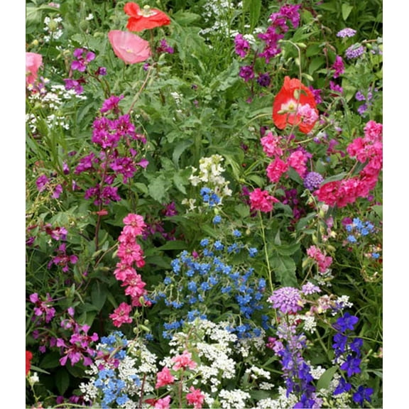 Earthcare Seeds - Partial Shade Flower Mix 3,000 Seeds (Annuals and Perennials) Heirloom - Open Pollinated