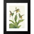 thumbnail image 2 of Mary Vaux Walcott 18x24 Black Modern Framed Museum Art Print Titled - Small Yellow Ladyslipper. Cypripedium Parviflorum (1925), 2 of 5