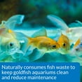 thumbnail image 3 of API Goldfish Care Pack, Aquarium Water Conditioner, 1.25 oz, 3 of 6