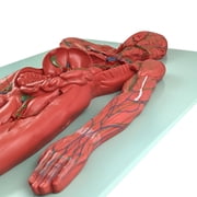 Axis Scientific Human Lymphatic System Model for Adults