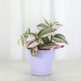 thumbnail image 2 of Live Tradescantia Nanouk Plant - Colorful Foliage - 4" Decorative Pot Cover - Thorsen's Greenhouse, 2 of 5
