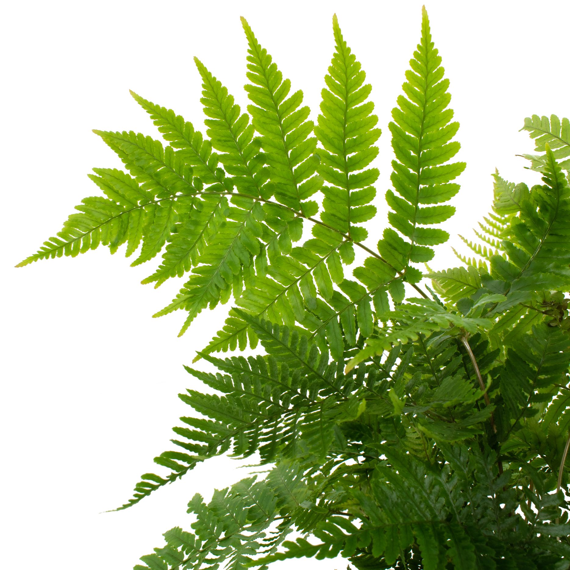 6 in. Autumn Live Fern with Partial Shade in Grower Container - 1 Piece