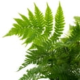 thumbnail image 3 of 6 in. Autumn Live Fern with Partial Shade in Grower Container - 1 Piece, 3 of 6