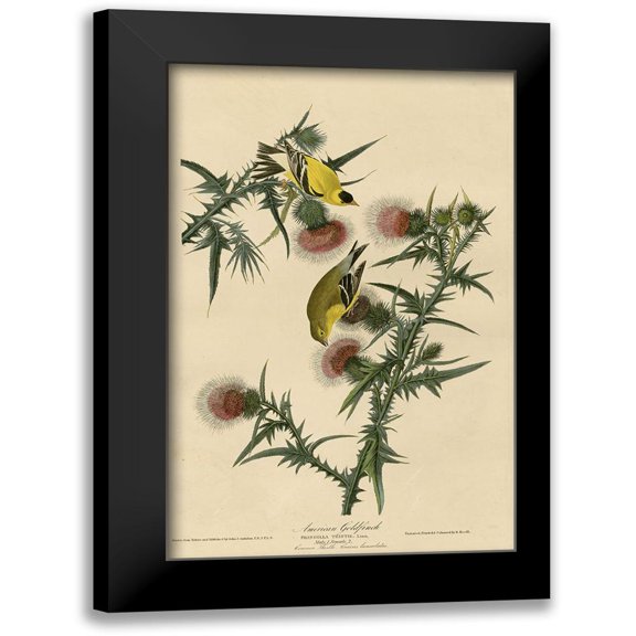 Vintage Apple Collection 10x14 Black Modern Framed Museum Art Print Titled - American Goldfinch