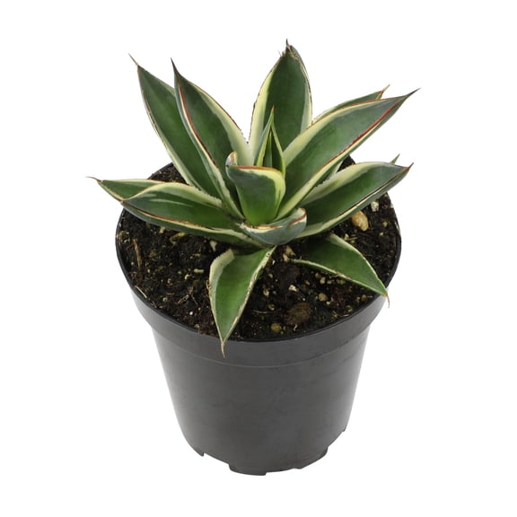 Altman Plants Striped Rare Agave 'Snowglow' Uncommon & Unique Succulent in 3.5" Grower Pot