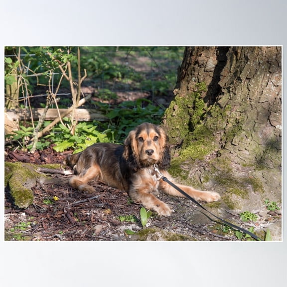 Cocker Spaniel Puppy In Woodland Poster Wall Art, Modern Wall Decor For Living Room Bedroom, 16x24 UNFRAMED