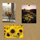 thumbnail image 4 of Sunflower Printed Thumbtacks - Decorative Push Pins for Bulletin Boards and Office, 4 of 5