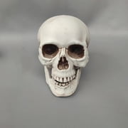 Human Skull Replica - Anatomically Accurate Skeleton Head Prop for Halloween Parties, Haunted Bars & Spooky Home Decorations