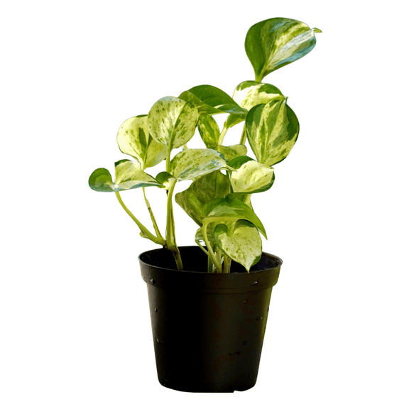 Live Pothos Plant, Golden Pothos Plant for Indoor, Outdoor Planting, 3 - 5 Inches Starter Plant