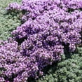 Eden Brothers Creeping Thyme MMF7 Seeds, NonGMO Seeds for Planting