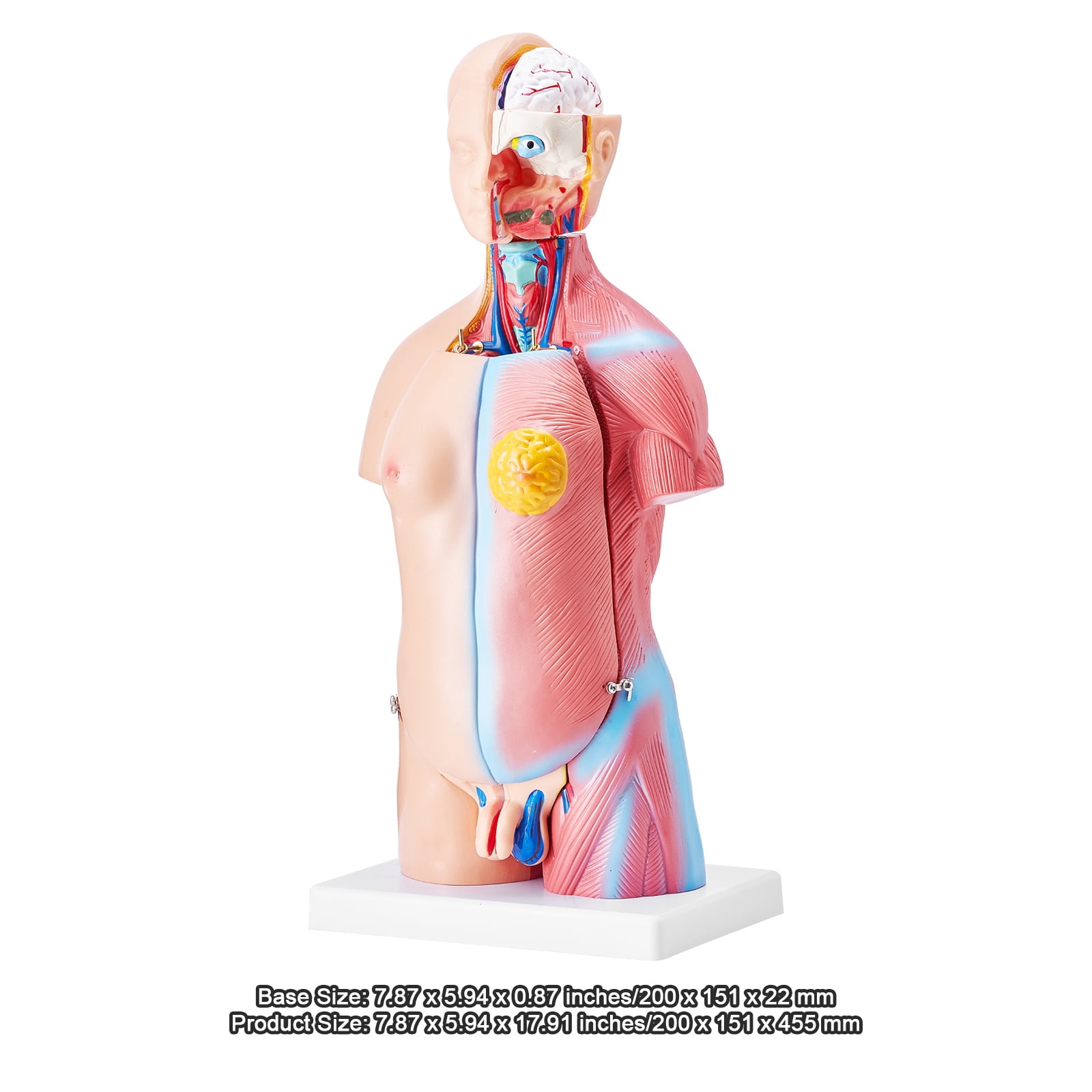 KFFKFF Anatomical Representation of Human Body, 18 inch, 23