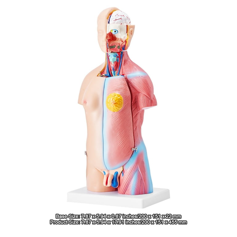 KFFKFF Anatomical Representation of Human Body, 18 inch, 23
