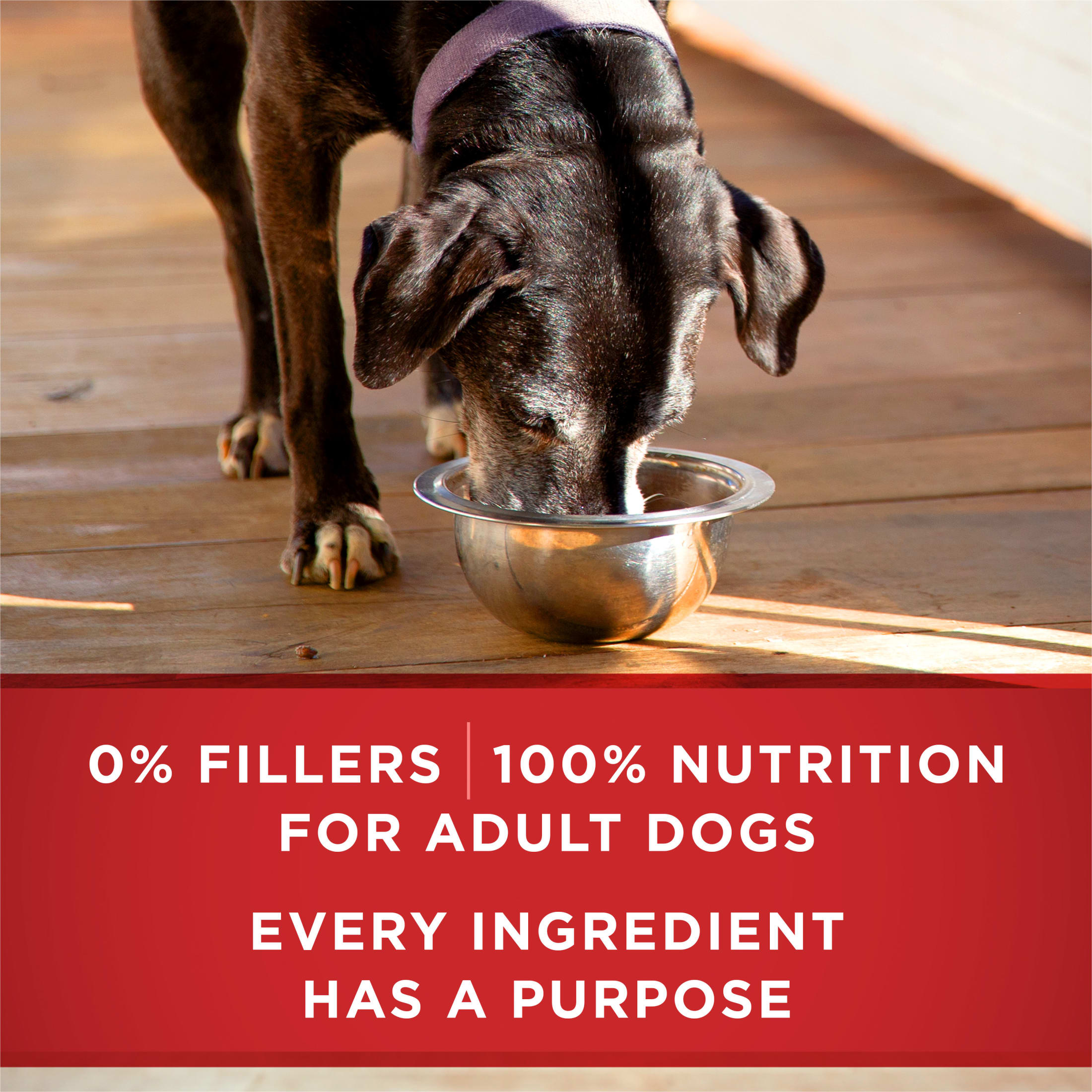 Purina ONE Plus Senior Dogs Turkey and Barley Wet Dog Food photo 7