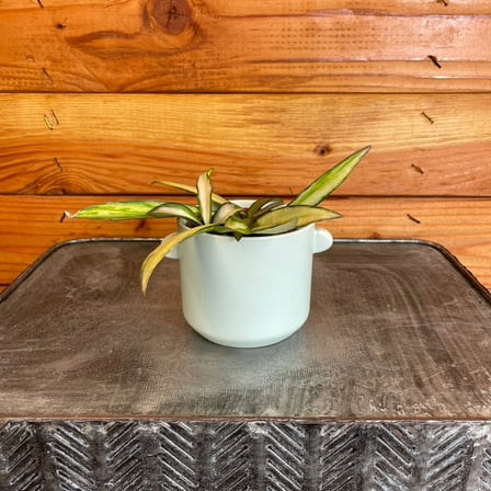 Hoya Wayetii Variegated, 2" Plant, The Plant Farm