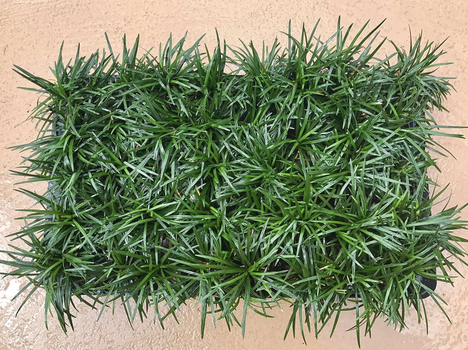 Dwarf Mondo Grass - 40 Live Plants - Shade Loving Evergreen Ground Cover Ophiopogon Japonicus Nanus