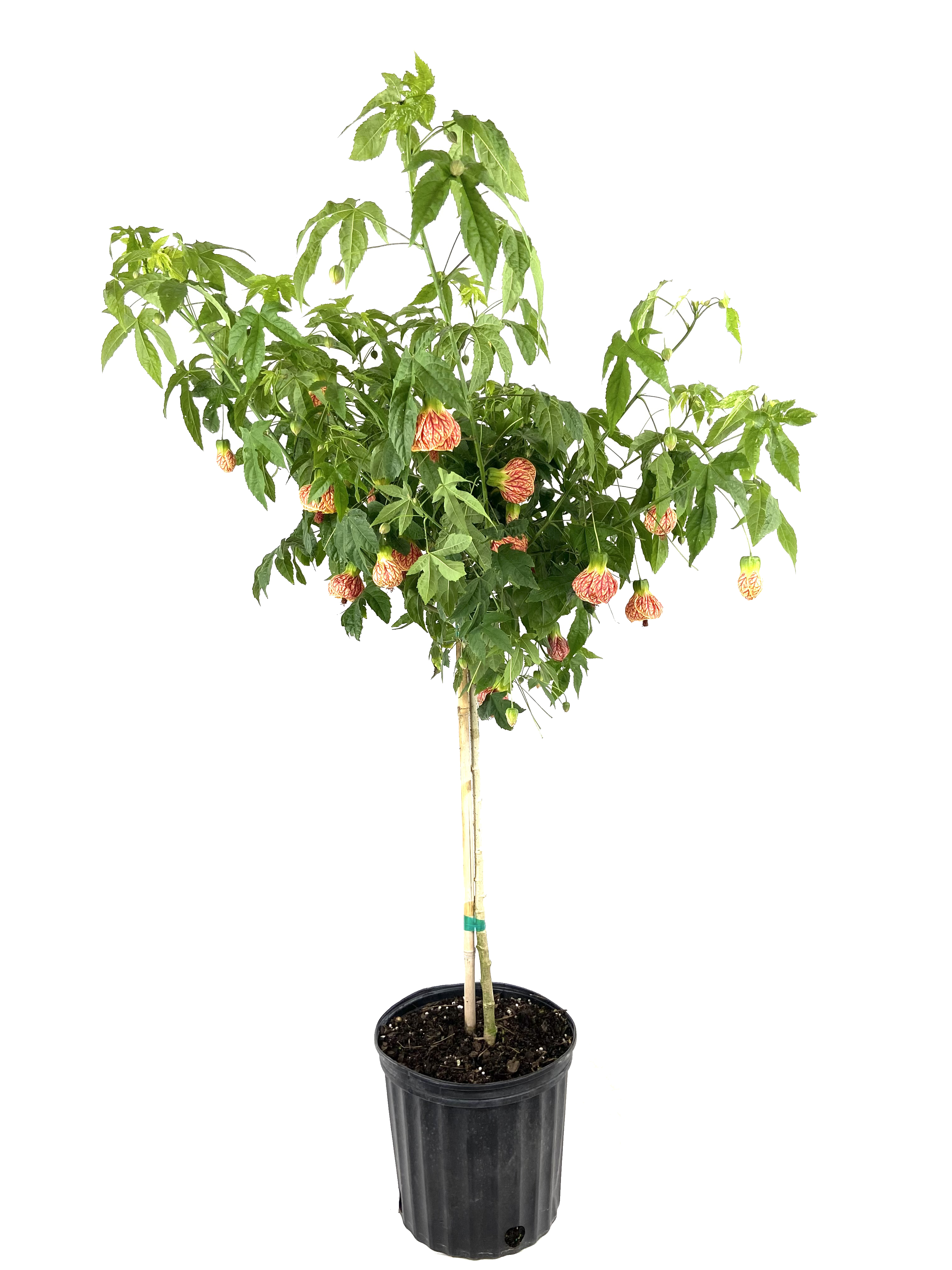 Abutilon Red Tiger Plant Live Plant in a 10 inch Pot Abutilon x