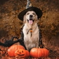 thumbnail image 4 of unbranded 5Ud Para Mascotas En De Calabaza Con De, 4 of 6