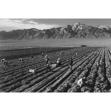 Farm workers harvesting crops in field mountains in the background  Ansel Easton Adams was an American photographer best known for his black-and-white photographs of the American West  During part