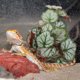 thumbnail image 5 of KAKOWELY Planta de terrario para reptiles, planta artificial para acuario, planta de plástico para pecera, planta decorativa para pecera de reptiles, 5 of 5