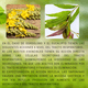 thumbnail image 3 of Pulmonare Fórmula Magistral Extractos Herbales Radiant Xtend 30ml, 3 of 10